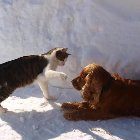 Penzion Sonneck Lofer